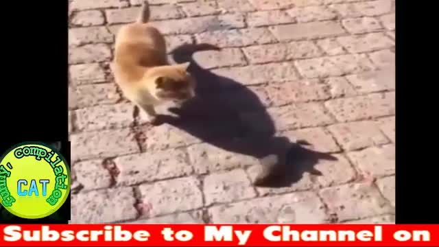 Funny Cats ,Try Not To Laugh , Challenge ,Funny Cute Kitten ,Funny Cat & Dog ,Vines ,compilation