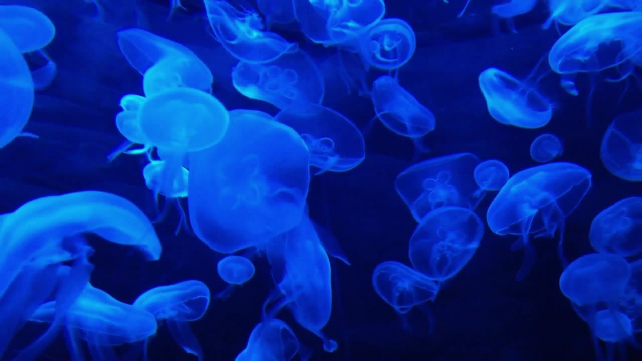 INCREDIBLY JELYFISH