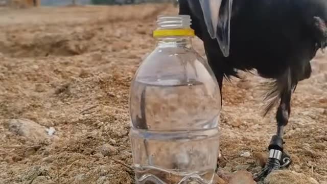 Thirsty Crow story ..necessity is the mother of invention