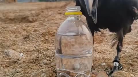 Thirsty Crow story ..necessity is the mother of invention