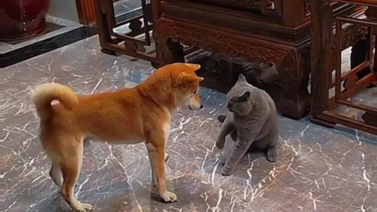 Very artistic and beautiful video of cat and dog. Very good video. Cat, dog, animal, dogs, etc