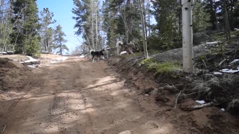 Snow Pack Alaskan Malamutes 3