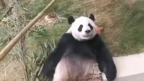 giant pandas