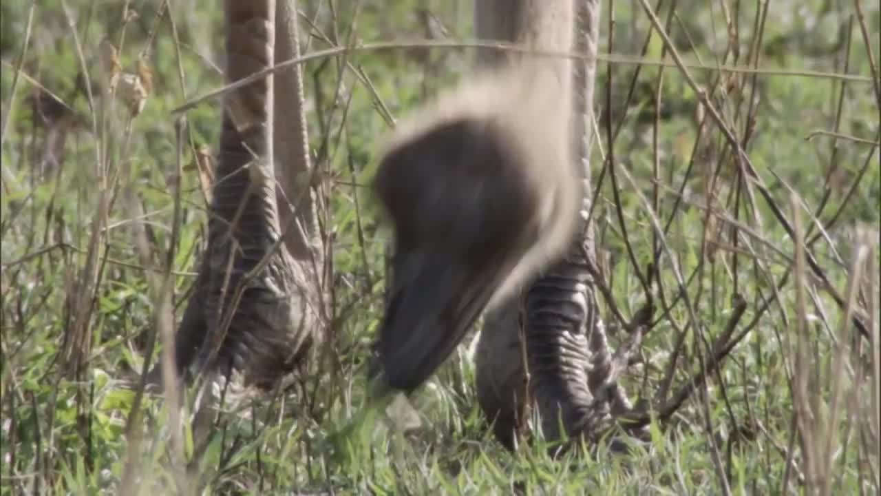 Three Cheetahs Vs Ostrich