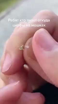 Αριθμοί, τύπου κάποιοι κωδικοί σε έντομα !