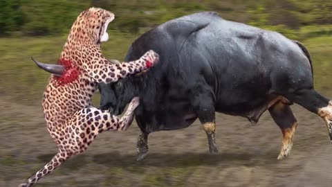 Strongest Animals In Africa ► Buffalo Vs Leopard