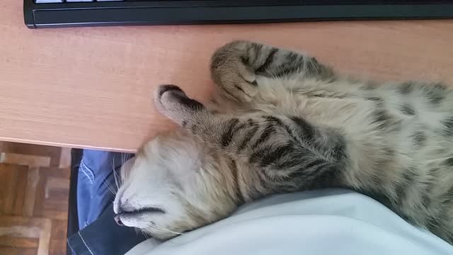 Sleeping cat