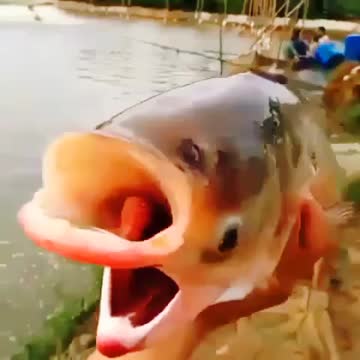 Suddenly the two-faced fish came to the river from which world?