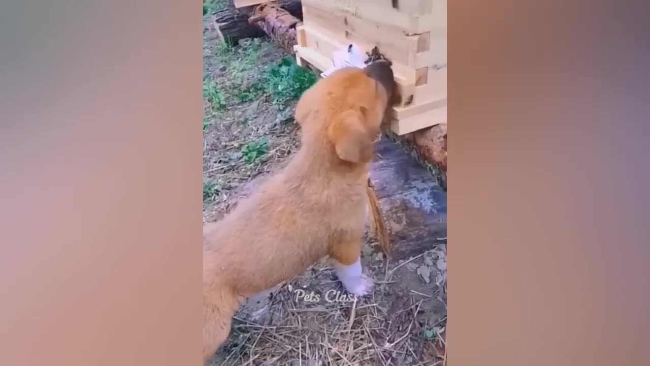 Animal Funny videos 🤣😂