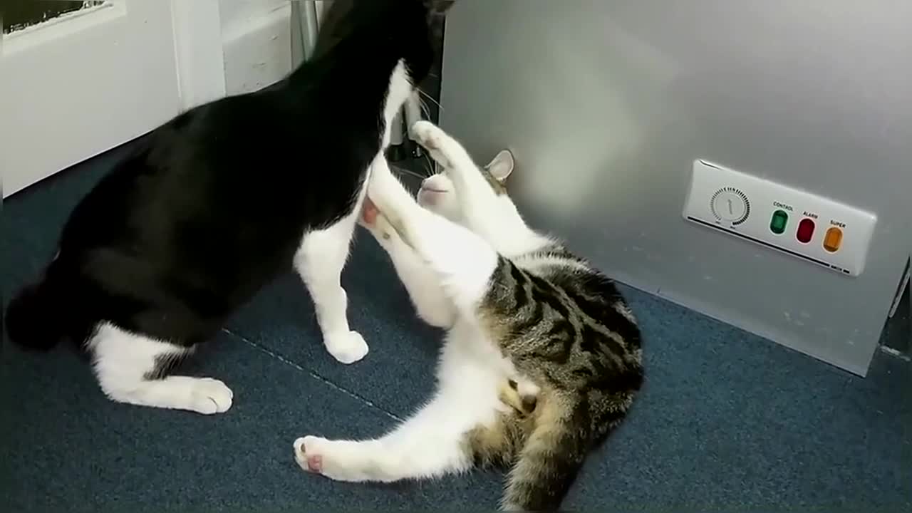 Epic Cat Fight