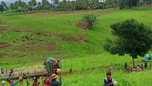 Harvesting fruits