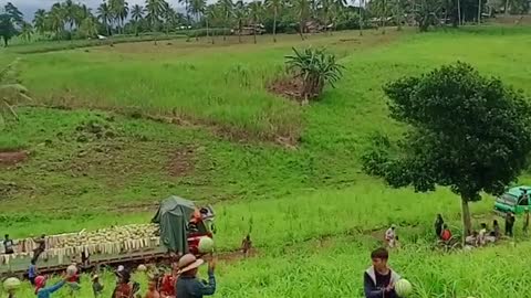 Harvesting fruits