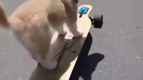 A puppy who can skateboard better than a man