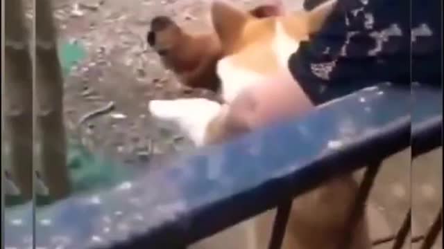 Cats and Dogs πΆπ» Cute Dog and Cat Video βͺ Funny Dog and Cat Video βͺ compilation