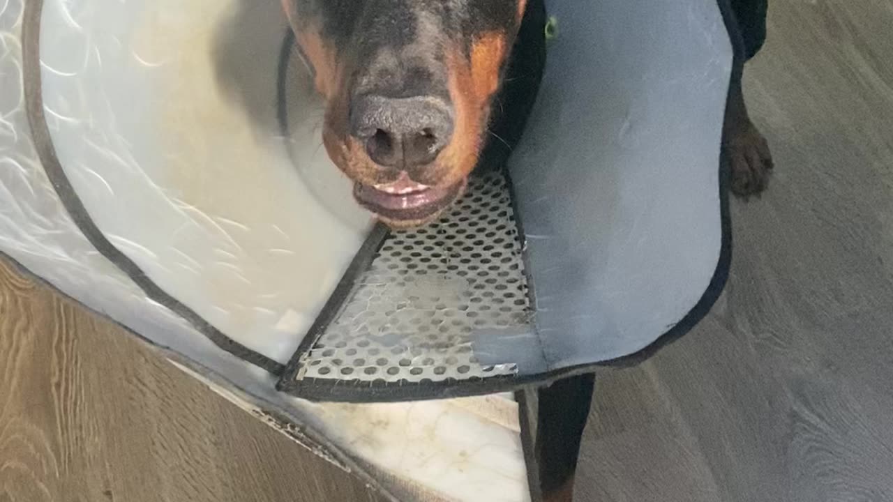 Doberman plays ball with a cone on