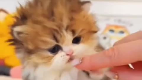 How to get cat 😺🐈 beautiful 😍 to get the year old