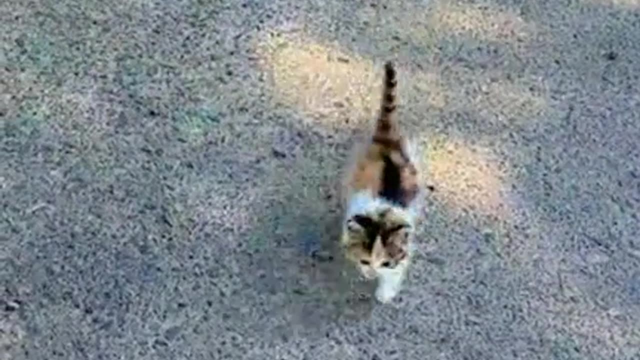 Cute little kitten running around 😍🐈🐱