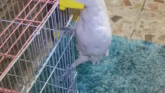 sweet parrot