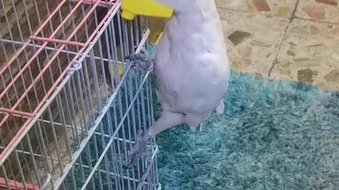 sweet parrot