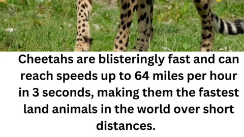 FACTS ABOUT CHEETAH 1\6