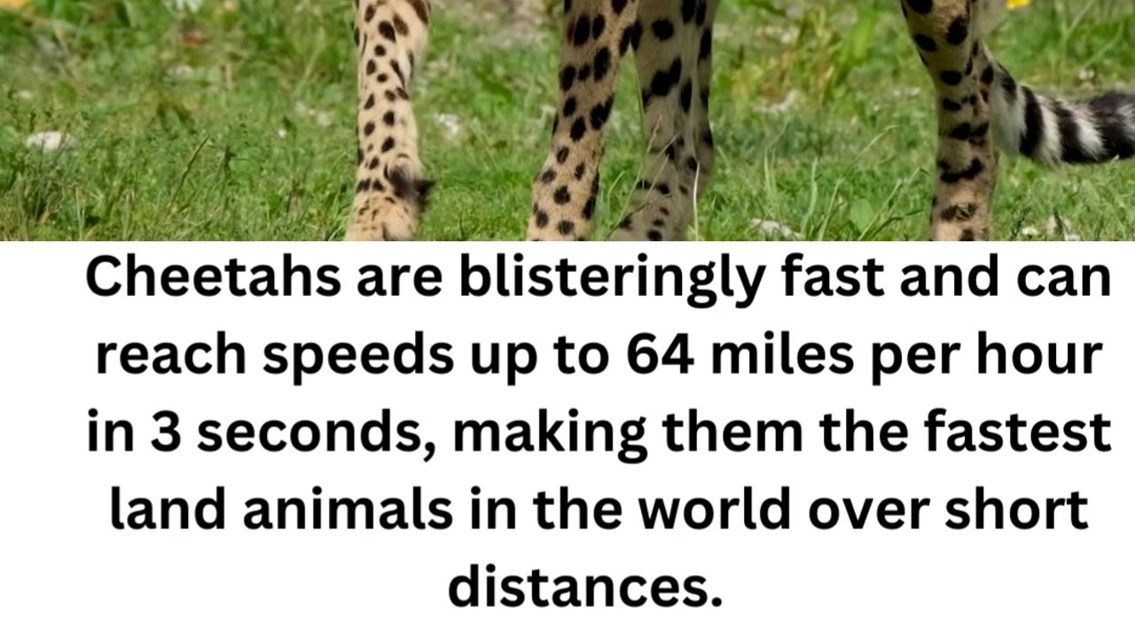 FACTS ABOUT CHEETAH 1\6