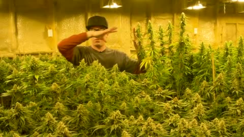 GROWING EXPOSED - CANNABIS