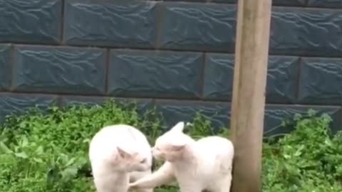 Cat fight