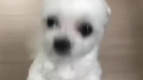 Cute Maltese wants to play