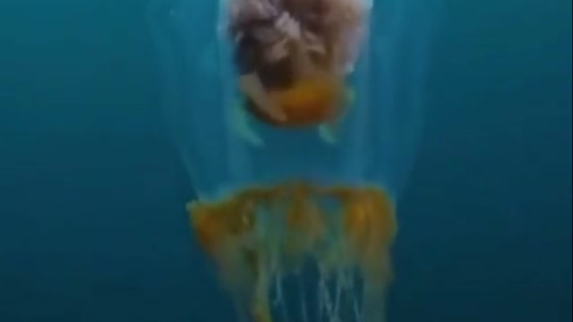 Beautiful jellyfish 😍