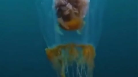 Beautiful jellyfish 😍