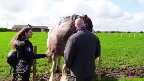 Riding the Clydesdale in Scotland