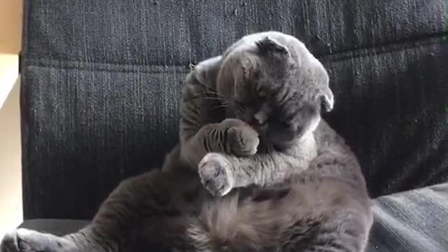 Im just a kitten