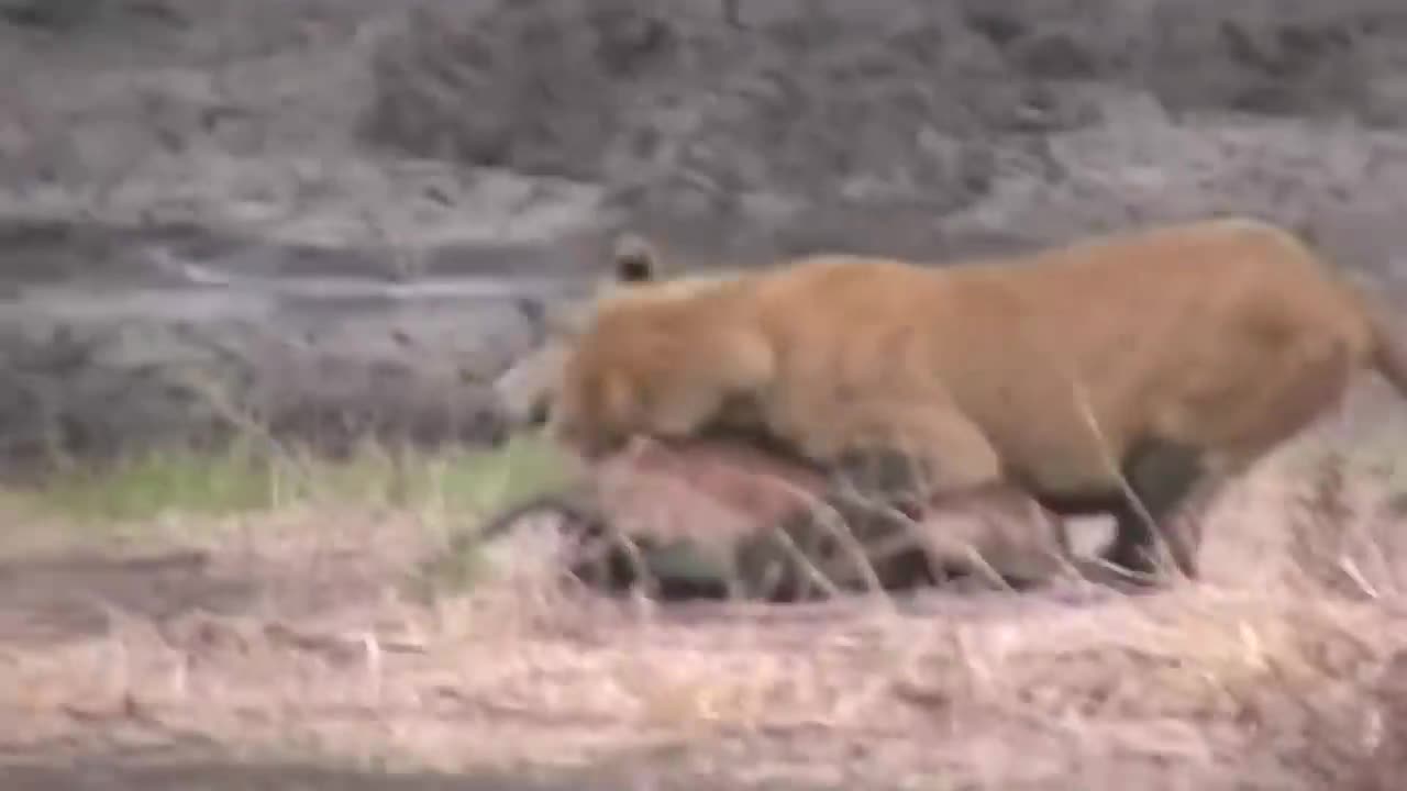 WORLD'S FASTEST ANIMALS FAIL!