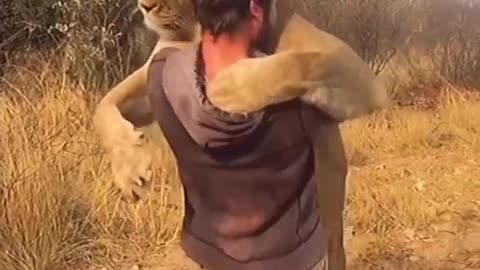 Lioness happy to see the man