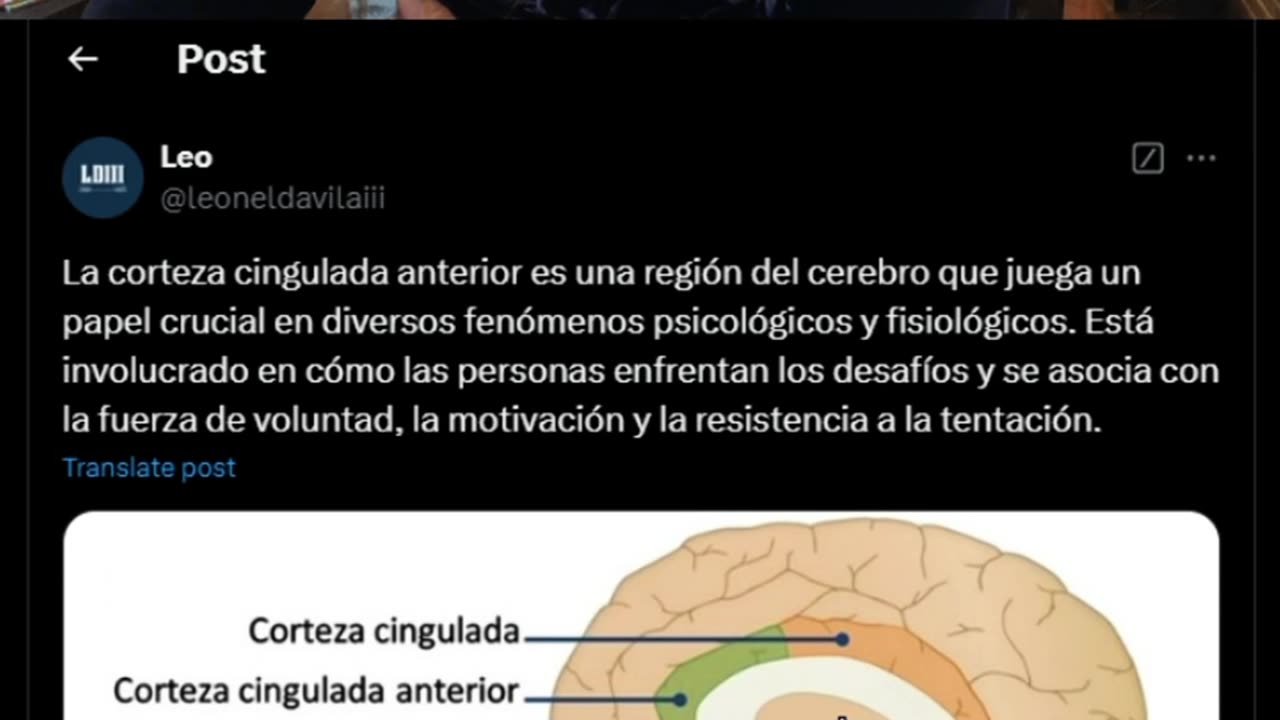 ¿Como obteber motivación o fuerza de voluntad? La corteza cingulada anterior es la encargada de eso.