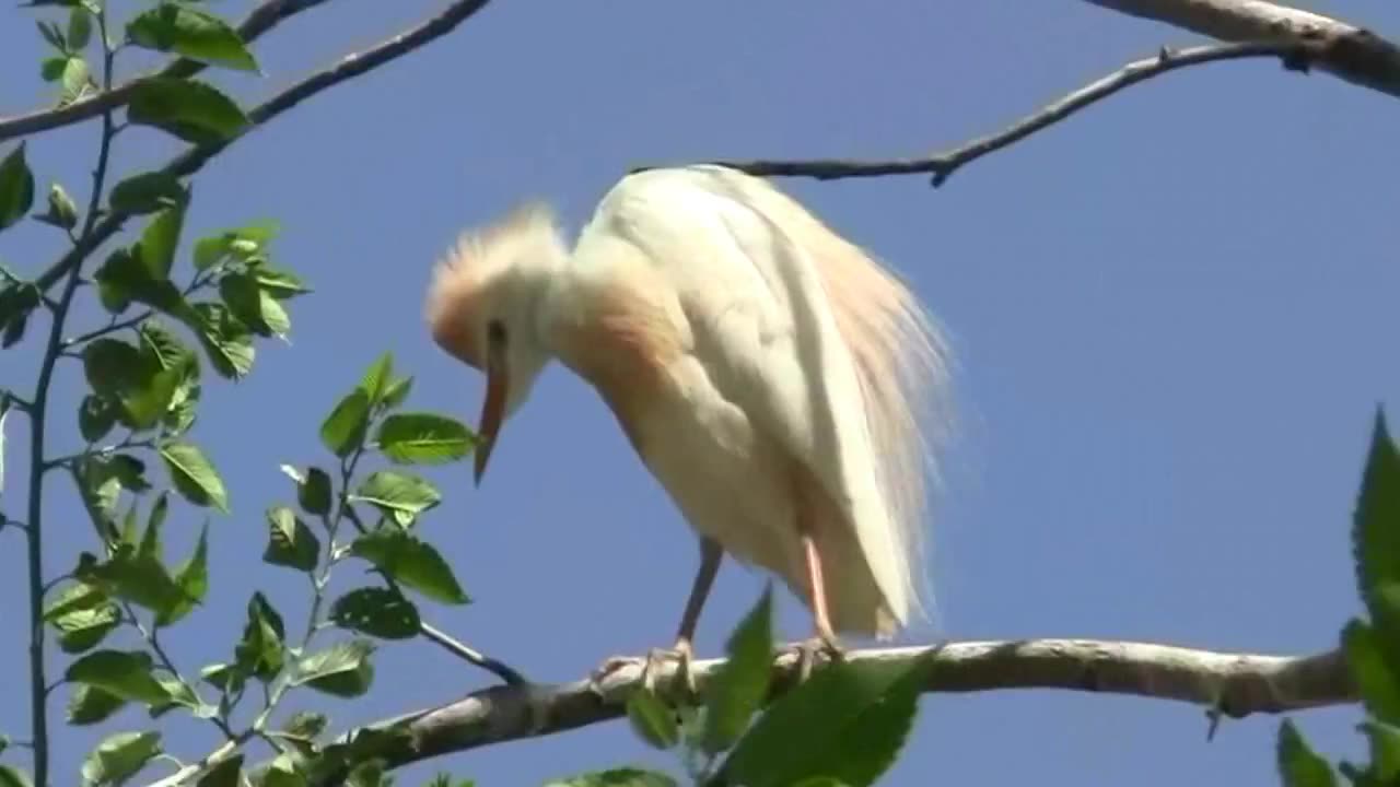 Cattle Egret Breeding Plumage - Cattle Egret Breeding Feathers