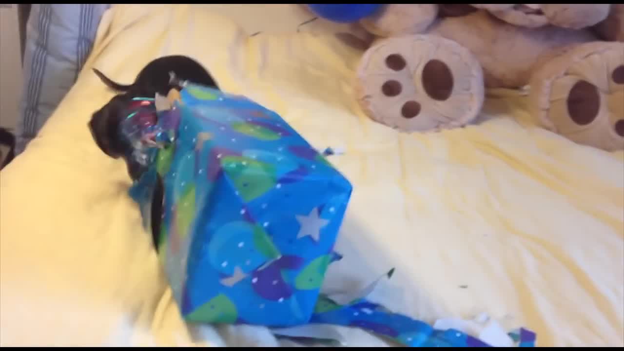 Dachshund Opens Birthday Present