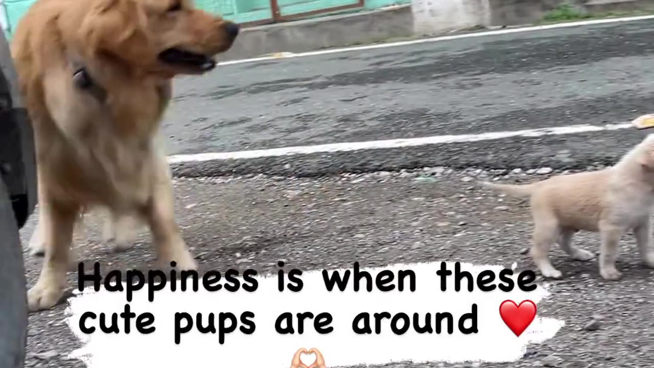 #streetdogs #helpstreetdogs