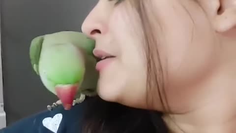 Beautiful parrot kiss the girl cheeks