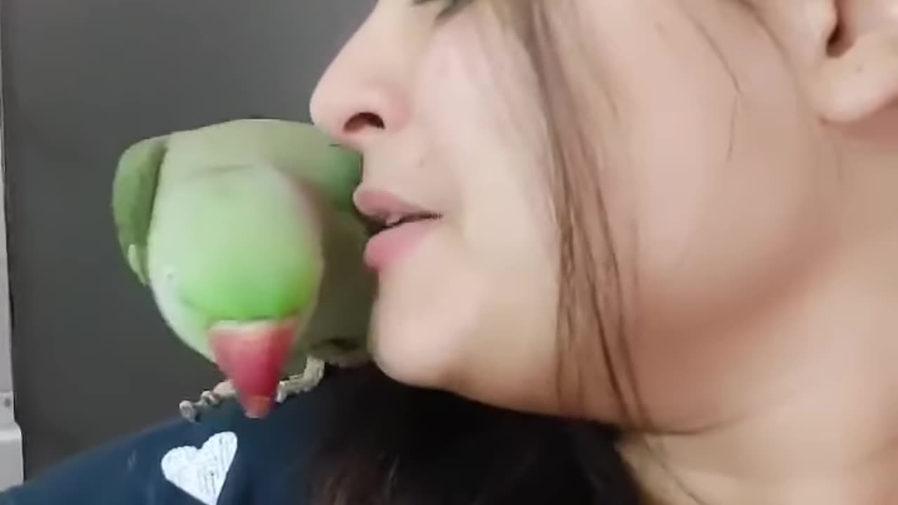 Beautiful parrot kiss the girl cheeks