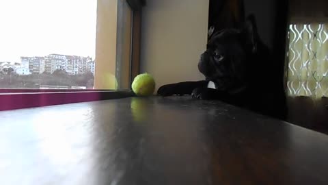 Determined French Bulldog struggles to reach ball