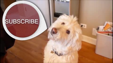 ADORABLE GOLDEN RETRIEVER PUPPY! 1 minute stress relief video