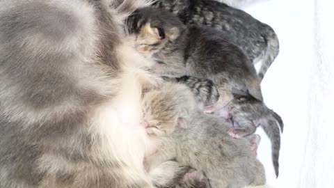 Kittens two hours after birth scramble for milk.