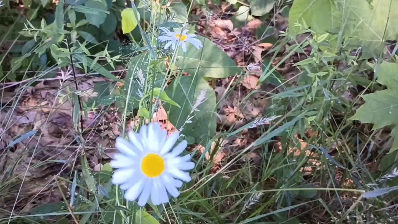 Daisies