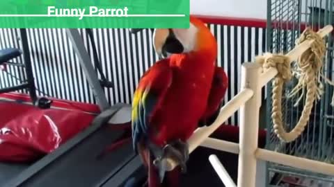 Amusing Parrot