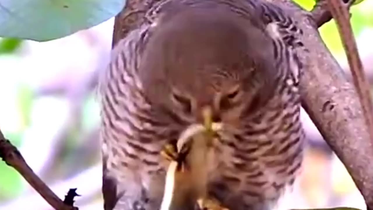 Owl swallow snake