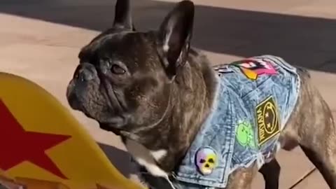 Best animals Morocco 🇲🇦 videos😂