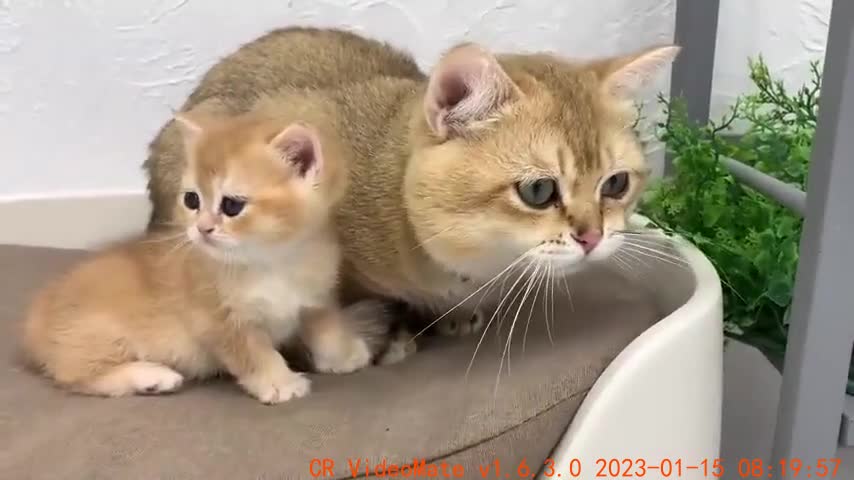 Baby kitten meet robot vacuum cleaner for the first time