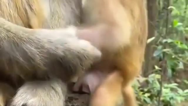 Funny Child Monkey Play With Her Mother