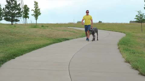 Great Dane Leash Training | Great Dane Care